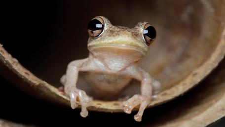 Curious Frog Peeking from Its Hideout wallpaper