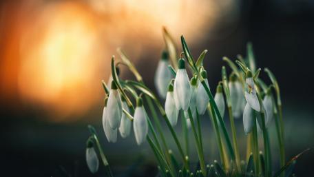 Delicate Snowdrops in the Spring Light wallpaper