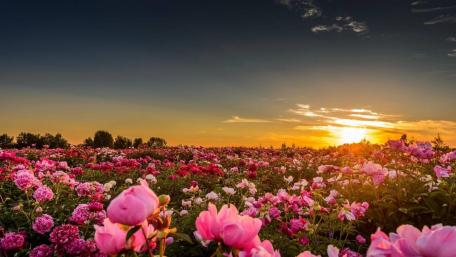 Pink pion field wallpaper