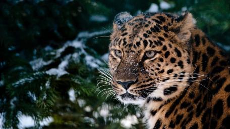 Leopard wallpaper