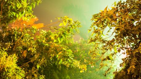 Serene Green Canopy in Natural Light wallpaper