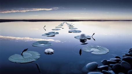 White water lilies and leaves wallpaper
