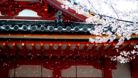 Sakura blossom in Japan wallpaper
