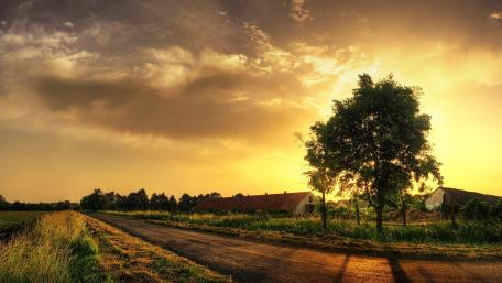 Golden Horizon Over a Lone Tree Amidst Rural Serenity wallpaper