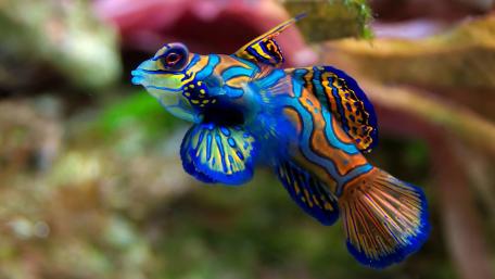 Vibrant Marine Symphony wallpaper