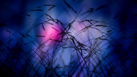 Twilight Grass Silhouettes Against a Dreamy Sky wallpaper