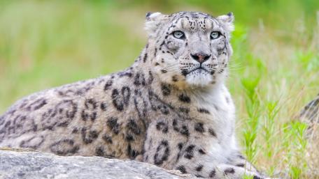 Snow leopard wallpaper