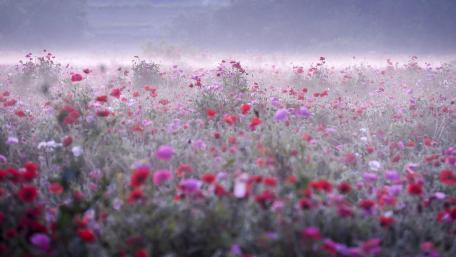 Vibrant Wildflower Meadow at Dawn wallpaper