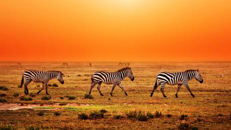 Serengeti National Park migration wallpaper