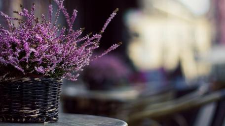 Purple flower (Calluna vulgaris) wallpaper