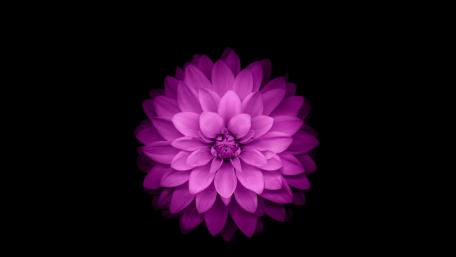 Vibrant Purple Flower on Black Background wallpaper