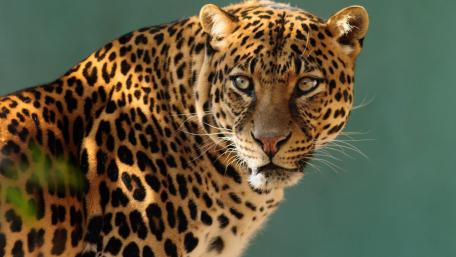 Leopard wallpaper