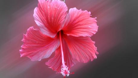 China rose wallpaper