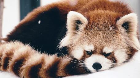 Red panda wallpaper