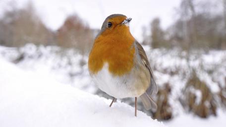 European robin wallpaper