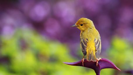 Charming Yellow Bird on Purple Flower wallpaper