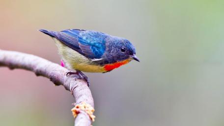 Cute little bird wallpaper