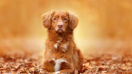 Nova Scotia Duck Tolling Retriever wallpaper