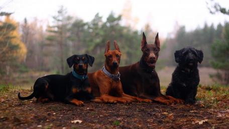 Dogs wallpaper