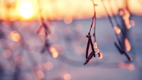Winter frost wallpaper