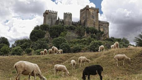 Castillo de Almodovar del Rio (Spain) wallpaper