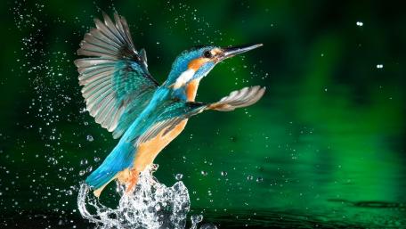 Kingfisher wallpaper