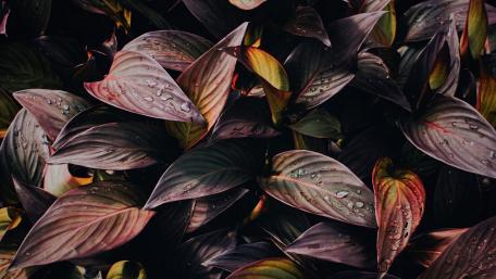 Dark leaves wallpaper