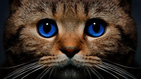 Azure-Eyed Feline Close-Up wallpaper