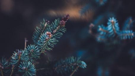 Whisper of the Spruce Branches wallpaper