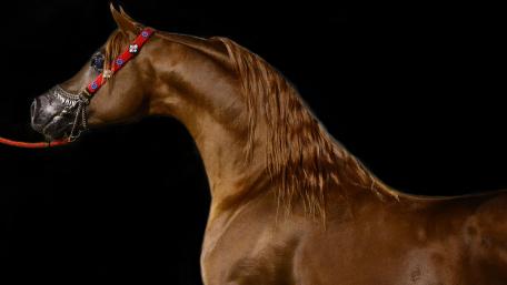 Arabian horse wallpaper