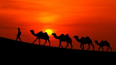 Camel caravan in  the sunset wallpaper