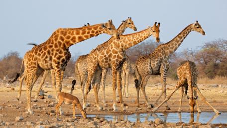 Herd of giraffes (Etosha National Park, Namibia) wallpaper