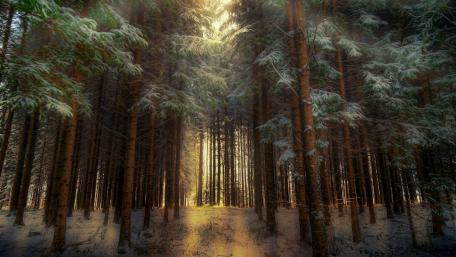 Serene Winter Woods Illuminated by Sunlight wallpaper