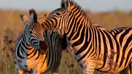 Zebra couple wallpaper