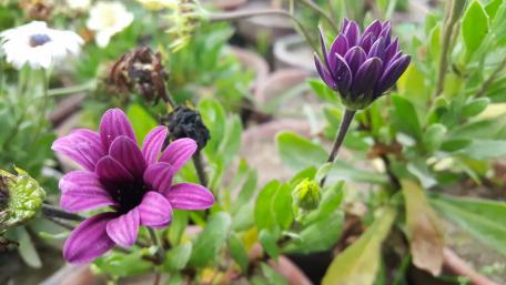 Vibrant Purple Blooms in Nature's Garden wallpaper