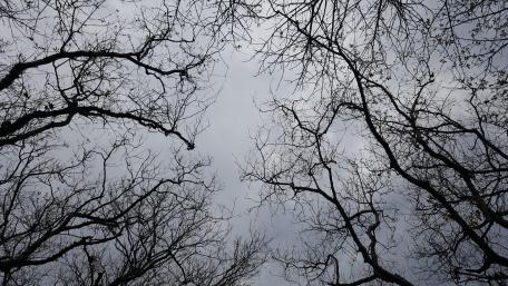 Worm's eye view photography wallpaper