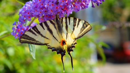 Colorful Butterfly on Vibrant Purple Flower wallpaper