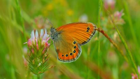 Vibrant Butterfly Amidst Wildflowers wallpaper