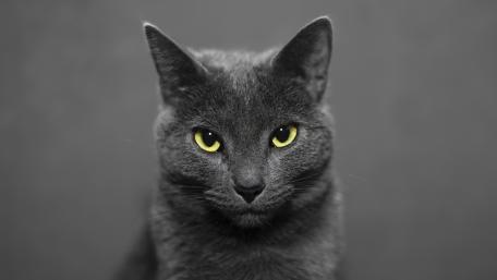 Russian Blue cat wallpaper