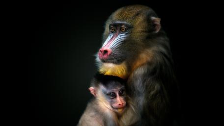 Mandrill wallpaper