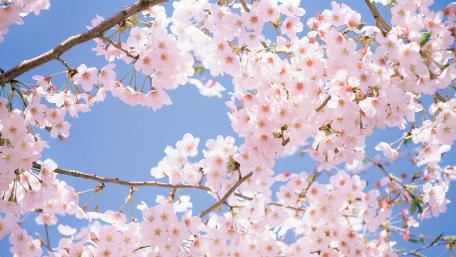 Cherry blossoms under sunny spring wallpaper