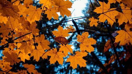 Yellow autumn leaves wallpaper