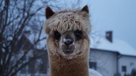 Alpaca in Winter Wonderland wallpaper