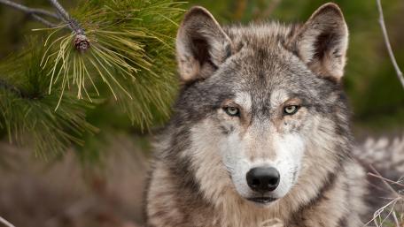 Gray wolf wallpaper