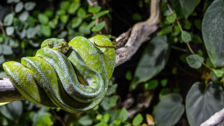 Vibrant Green Serpent in Nature's Embrace wallpaper