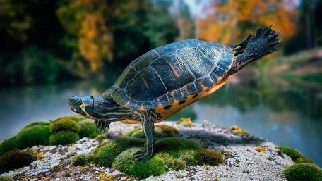 Handstanding turtle wallpaper