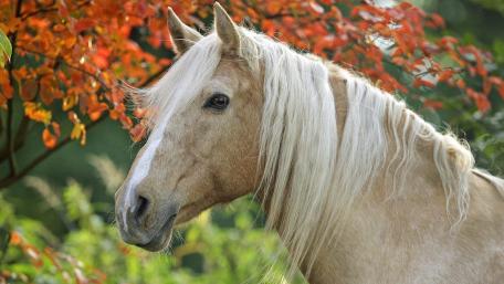 Graceful Horse in Autumn Splendor wallpaper