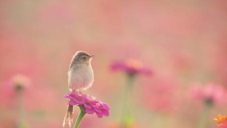 Serene Bird Amongst Pink Blossoms wallpaper