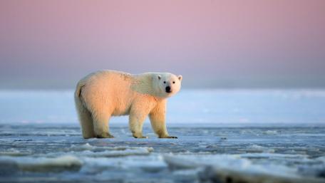 Polar Bear at Arctic Dusk wallpaper