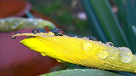 Dew-Kissed Petals in Macro Beauty wallpaper
